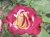 La rose
